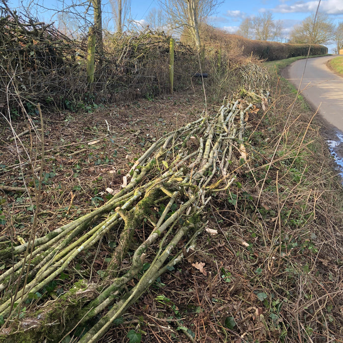 A Little Hedgelaying