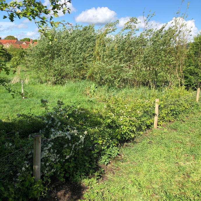 Why Hedgelaying Makes a Better Hedge