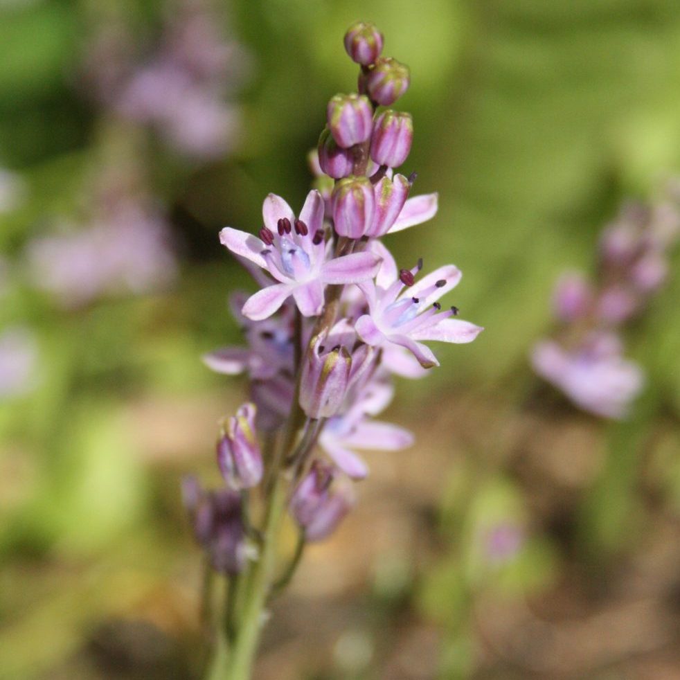 Autumn Squill (Scilla autumnalis)