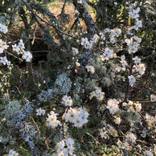 Load image into Gallery viewer, Blackthorn (Prunus spinosa)