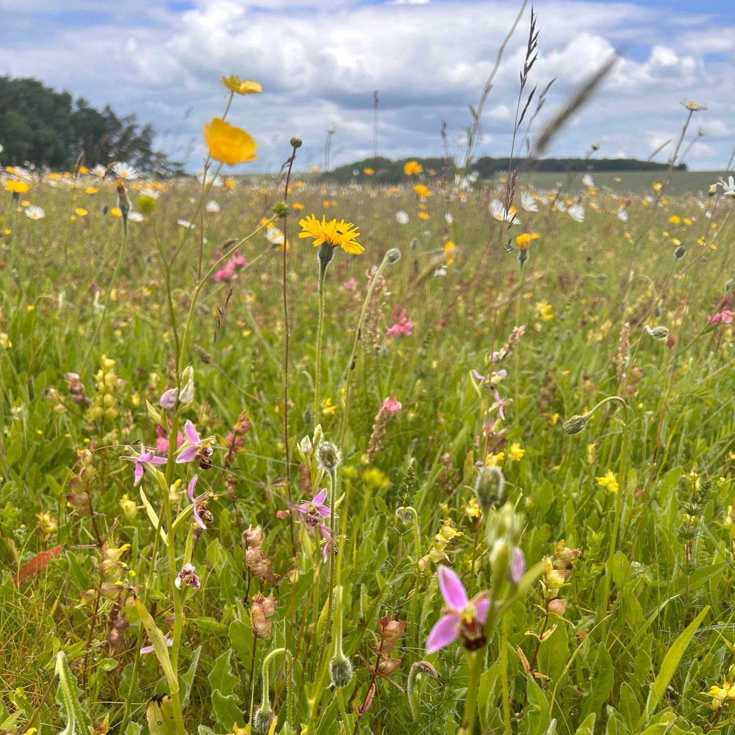 Wiltshire Wildflower Meadow Seed Mix - Calcareous Soils