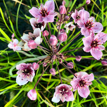 Load image into Gallery viewer, Flowering rush