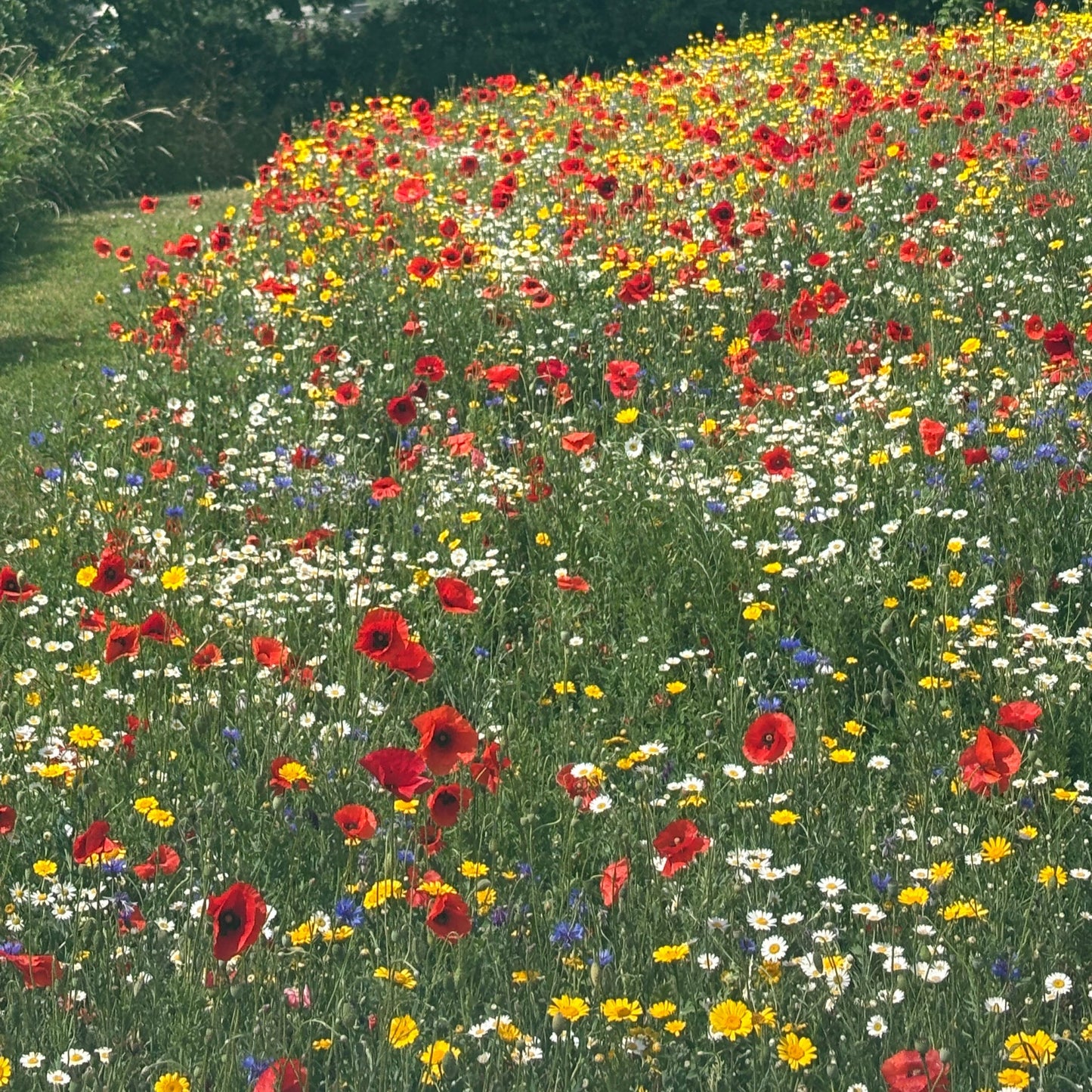 Field of colorful flowers with a tree in the background