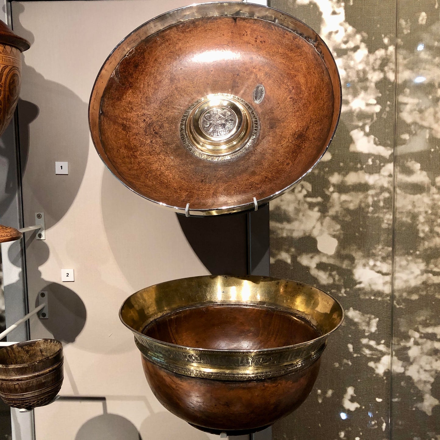 Field Maple (Acer campestre)