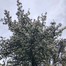 Load image into Gallery viewer, Malus sylvestris in blossom