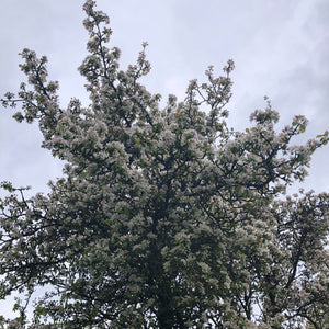 Malus sylvestris in blossom