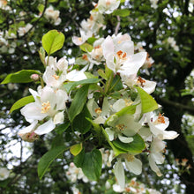 Load image into Gallery viewer, Crab apple blossom