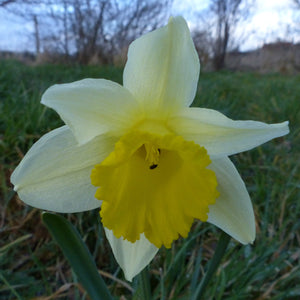 Wild Daffodil (Narcissus pseudonarcissus lobularis)