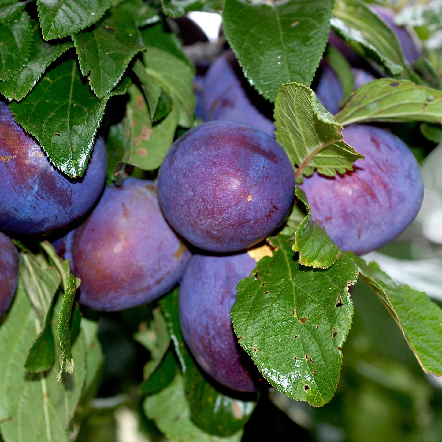 Plum Tree - President