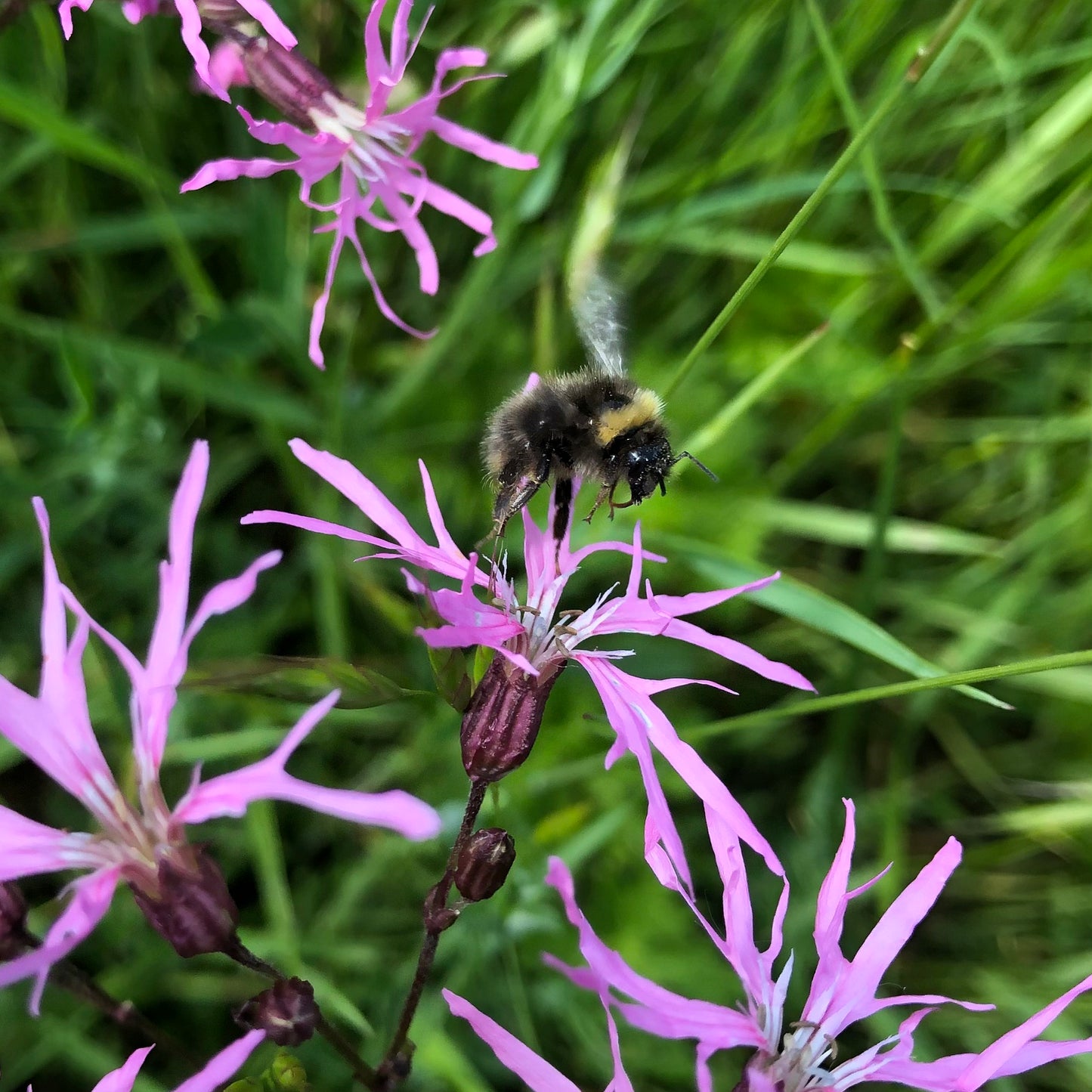 Bumblebee and Ragged robin