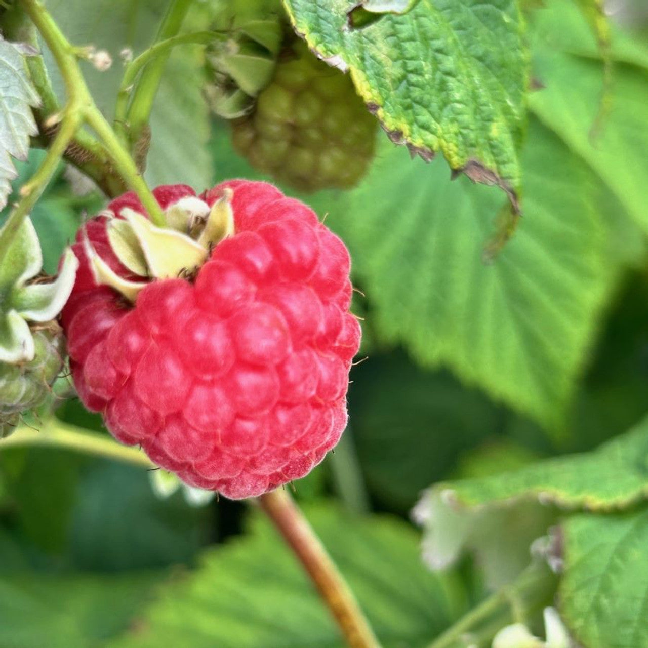 Raspberries (Rubus idaeus)