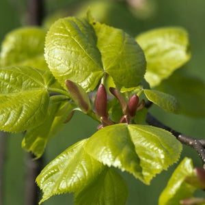 Tilia cordata spring leaves