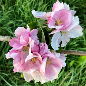 Annie Elizabeth apple blossom