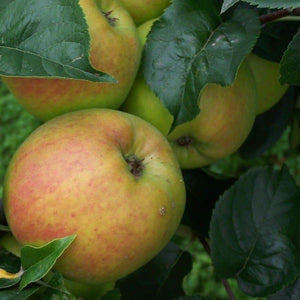 Apple tree - Blenheim orange