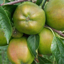 Load image into Gallery viewer, Apple tree - Cornish Gilliflower