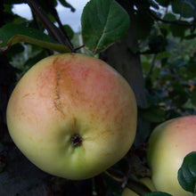 Load image into Gallery viewer, Apple tree - Greenup&#39;s Pippin