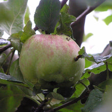 Load image into Gallery viewer, Apple tree - Isaac Newton&#39;s Tree