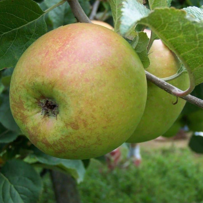 Apple tree - Newton Wonder