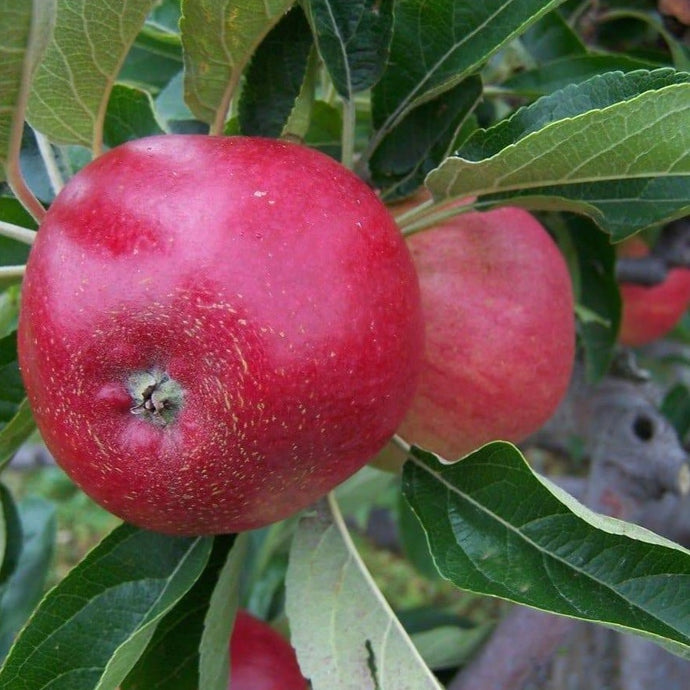 Apple tree - Worcester Pearmain