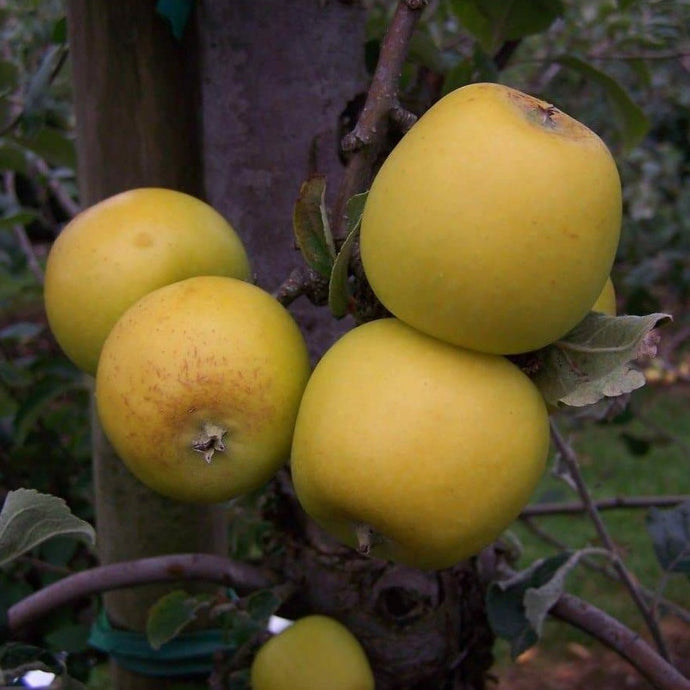 Apple tree - Yellow Ingestrie