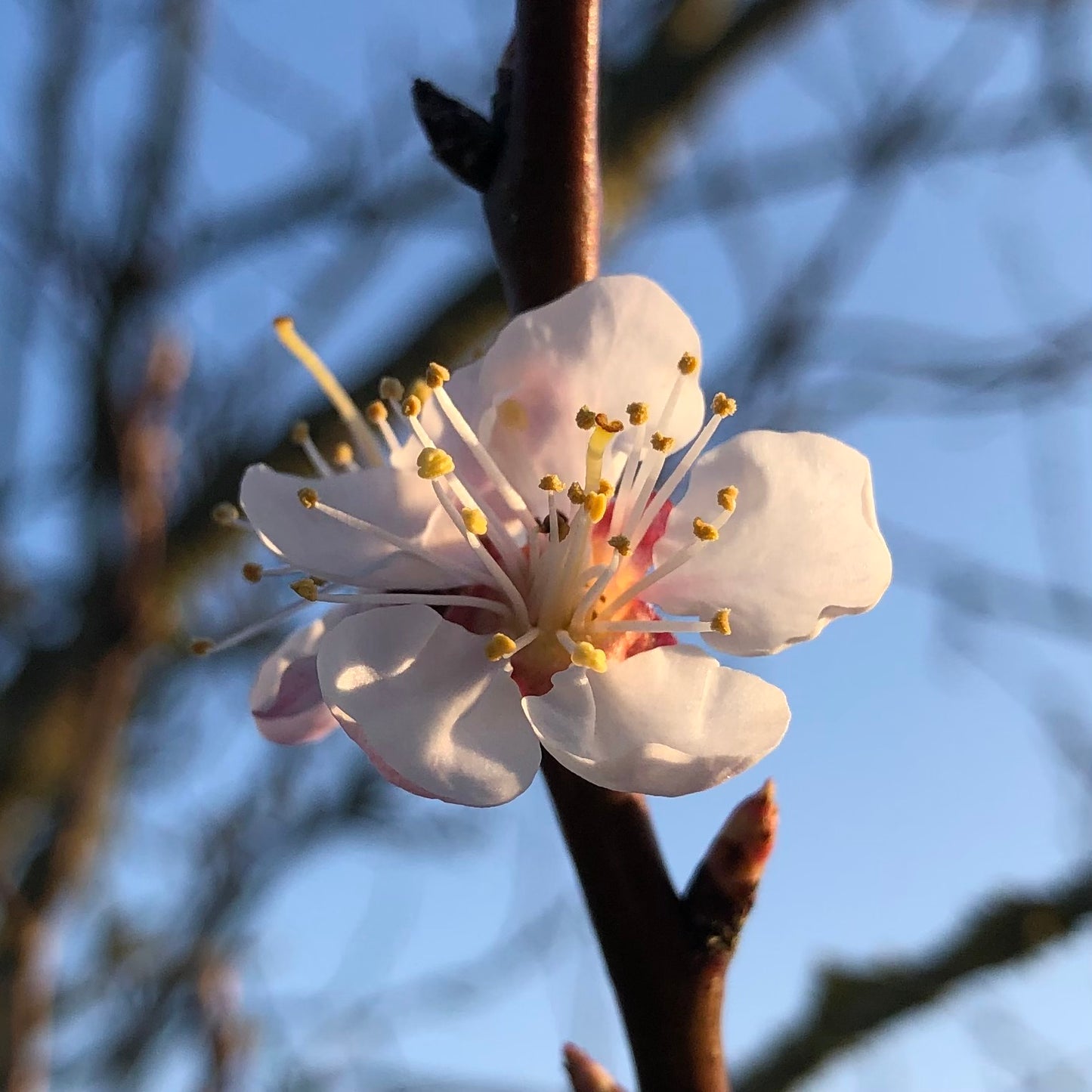 apricot blossom, March.