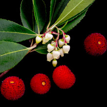 Load image into Gallery viewer, Strawberry tree flowers and fruit