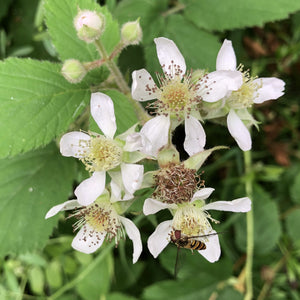 Blackberries (Rubus fruticosus)