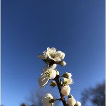 Load image into Gallery viewer, Hedge plant: Blackthorn