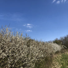 Load image into Gallery viewer, Blackthorn hedge in blossom