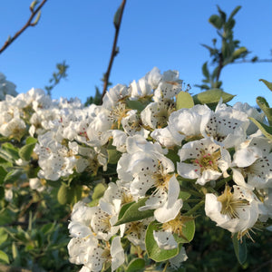 Bristol Cross pear blossom