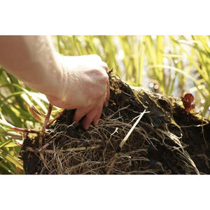 Root system is well established in coir mat
