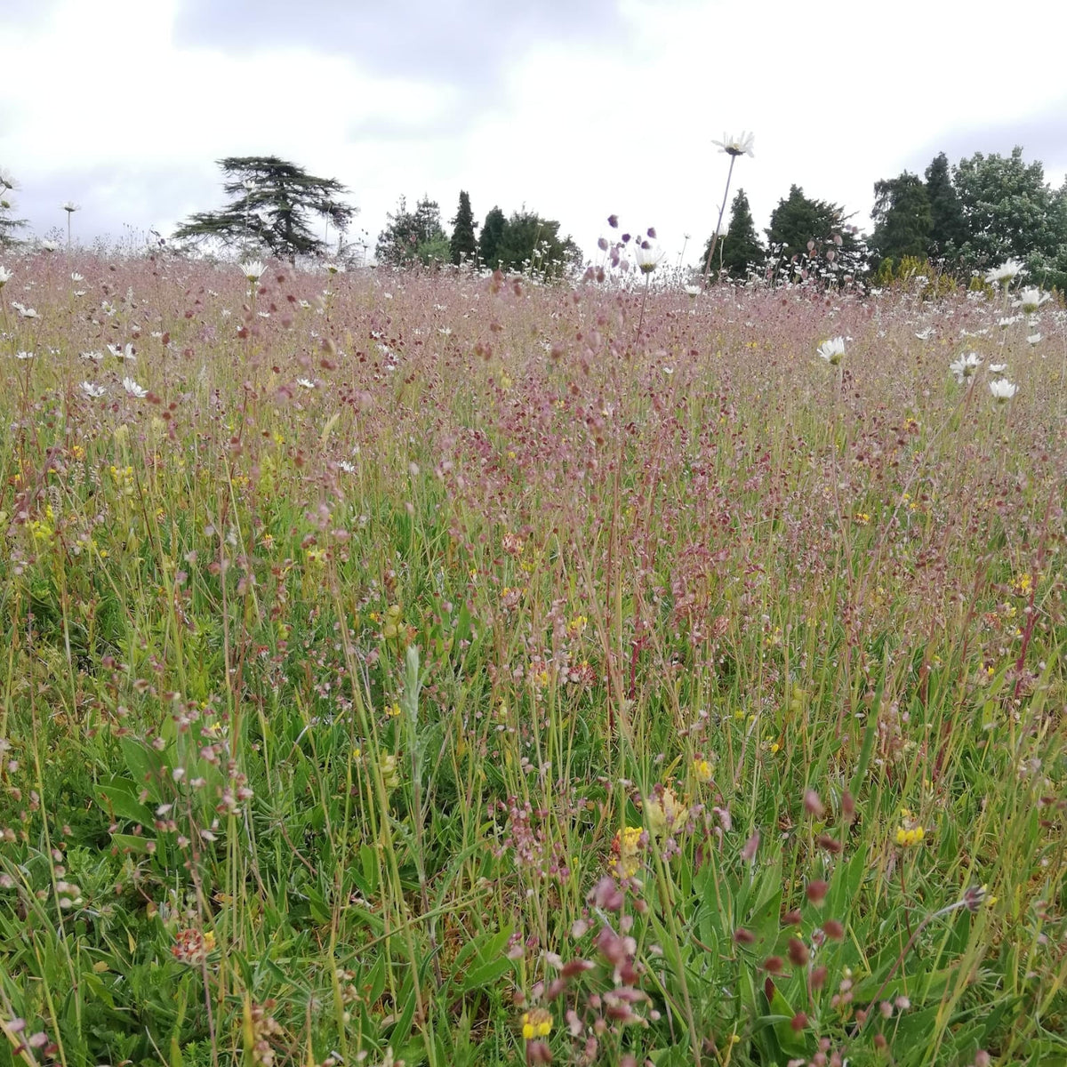Cotswold Meadow Seed Mix - Neutral Soils