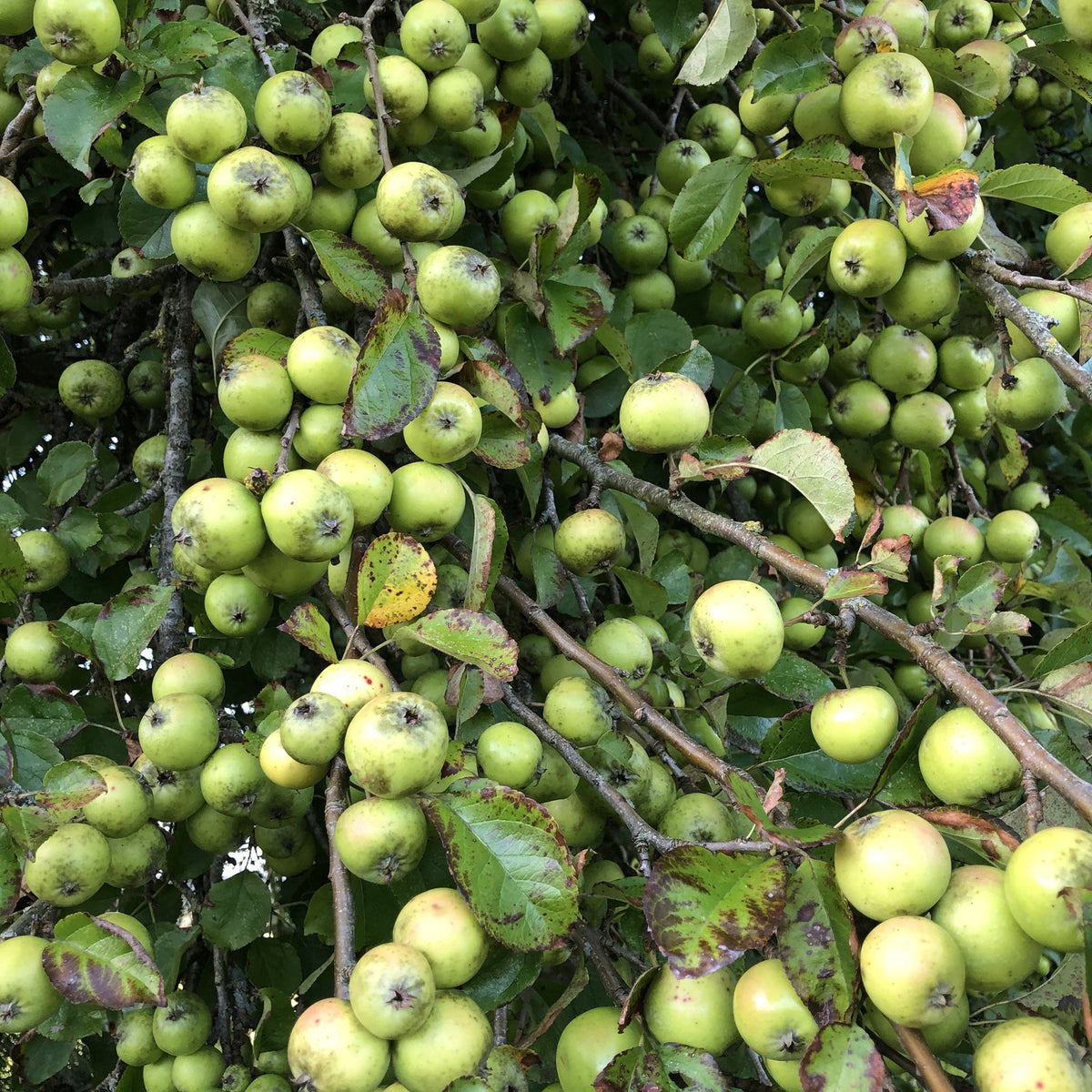 Crab Apple Malus Sylvestris British Trees Hedges Habitat Aid crab-apple-malus-sylvestris-british-trees-hedges-habitat-aid