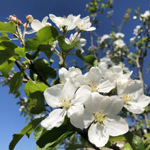 Load image into Gallery viewer, Crab apple &#39;Dartmouth&#39; blossom