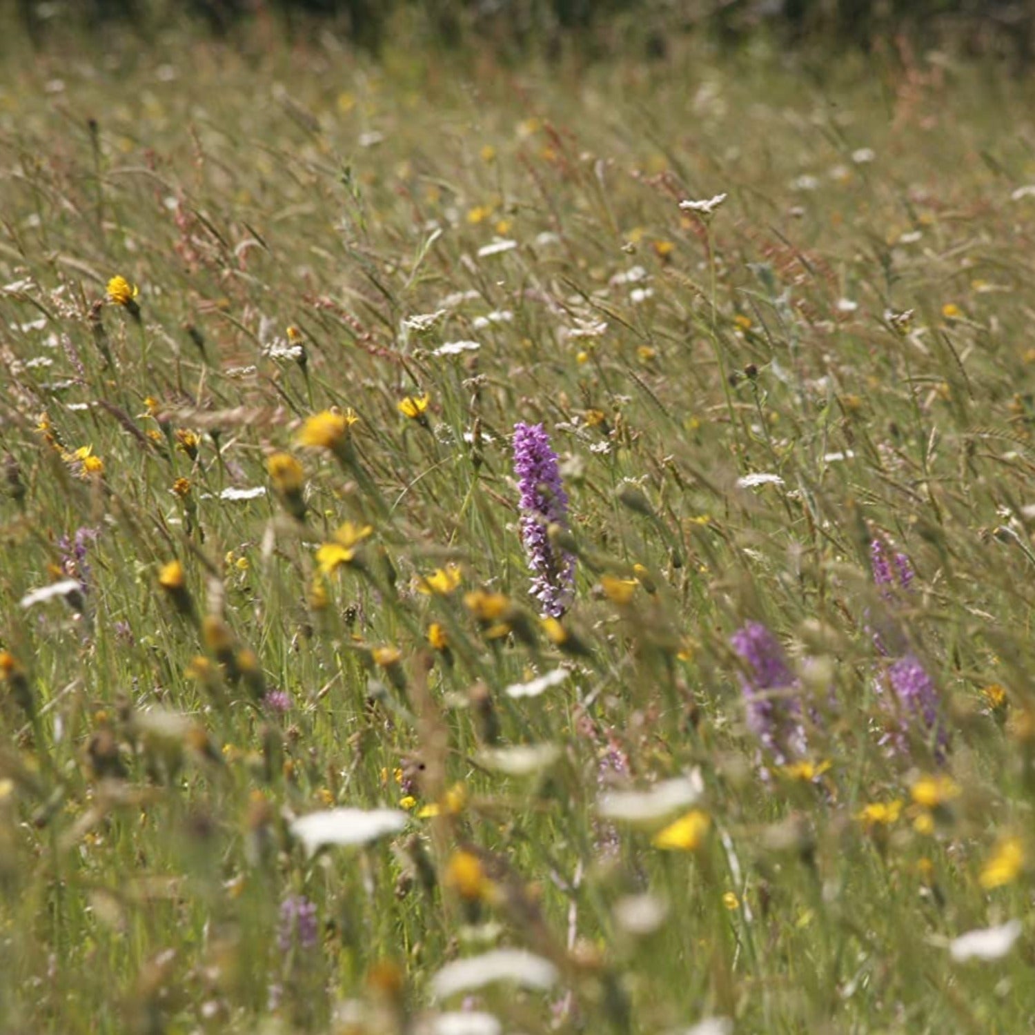 wild flower seed mix uk Devon Meadow Mix | British Wildflower Meadow Seed