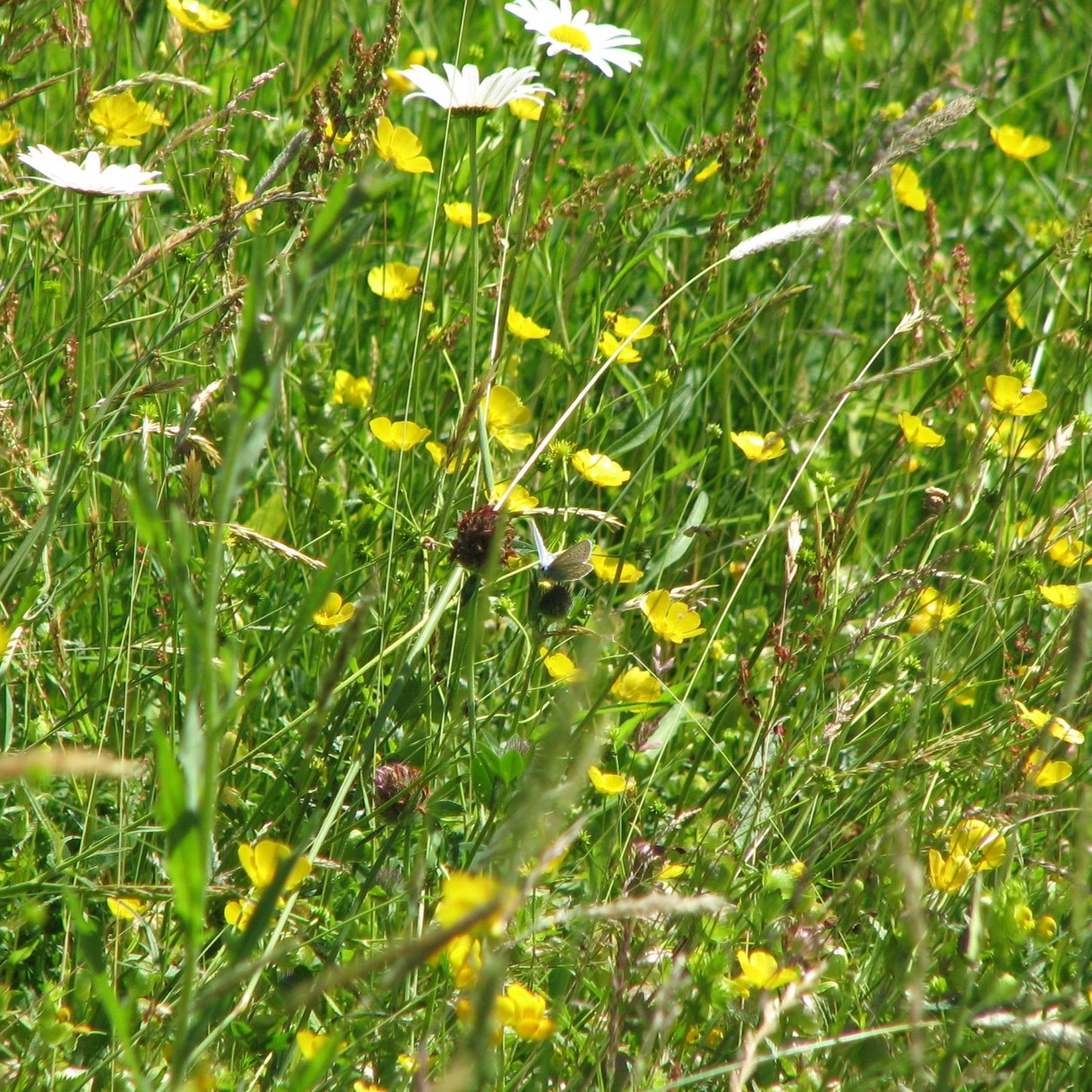Dorset meadow mix and Common Blue
