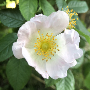 Hedge plant: Field rose