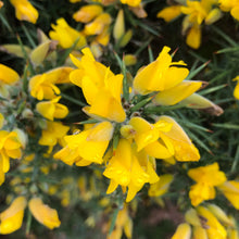 Load image into Gallery viewer, Gorse in flower
