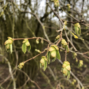 Hazel, Corylus avellana, early spring