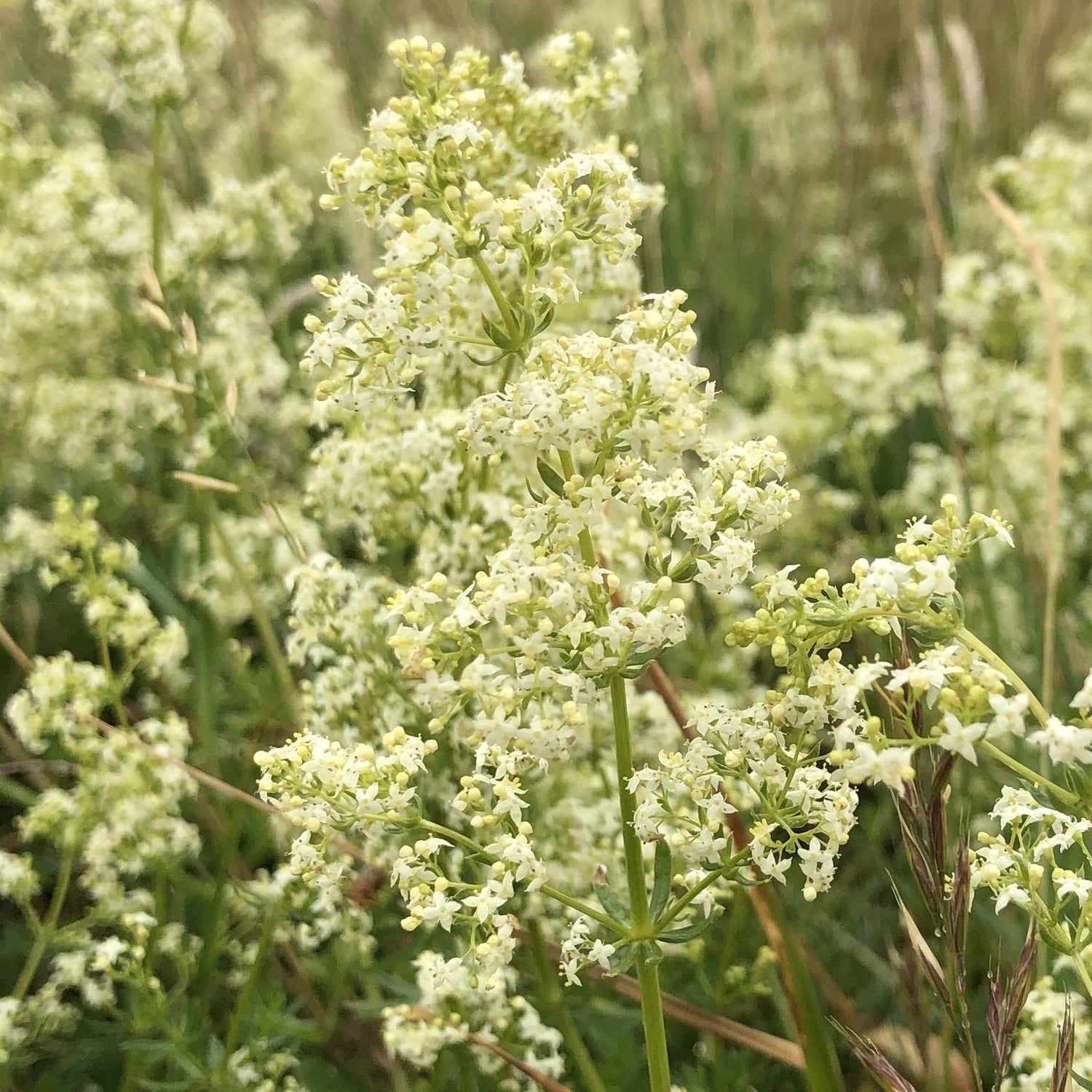 wildflower meadow seeds for clay soil Clay Soil Meadow Mix | British Wildflower & Grass Seed