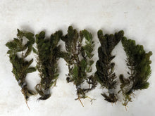 Load image into Gallery viewer, Hornwort bunches