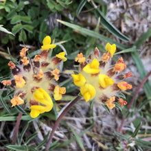 Load image into Gallery viewer, Kidney vetch