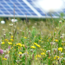 Load image into Gallery viewer, Mid Dorset organic meadow mix at solar site