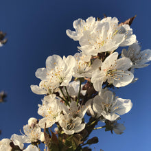 Load image into Gallery viewer, Prunus &#39;Dun&#39;