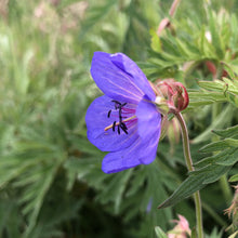 Load image into Gallery viewer, Meadow cranesbill