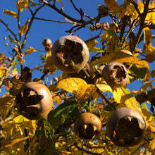 Load image into Gallery viewer, Medlar fruit in autumn