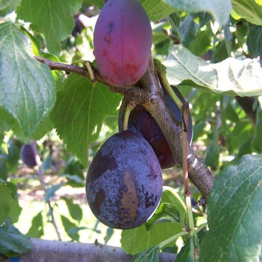 Plum tree - Belle de Louvain