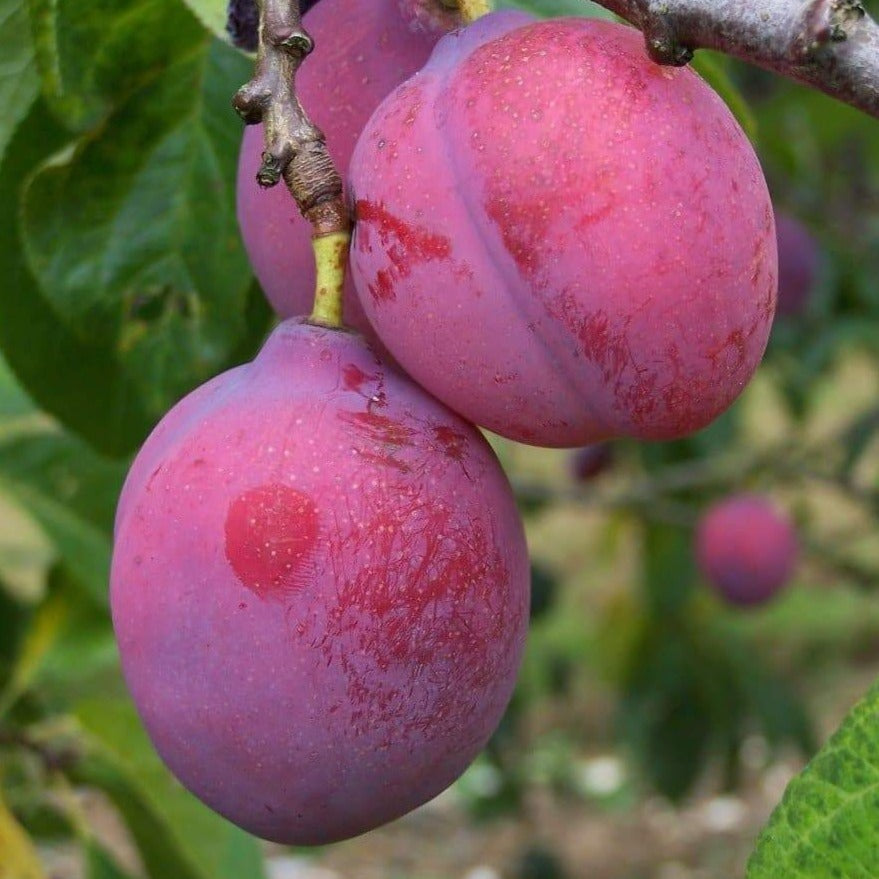 Plum tree - Laxton's Delicious