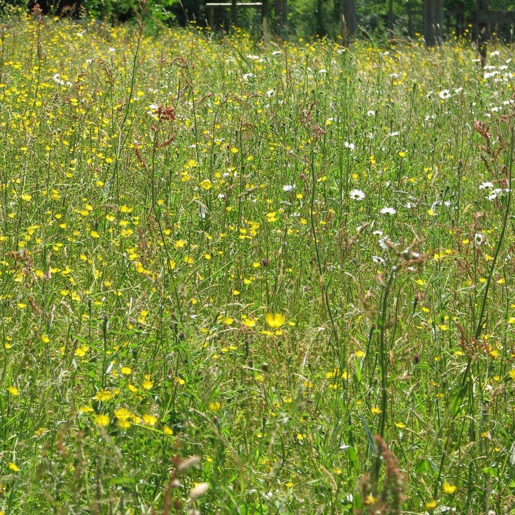 Premium wildflower meadow seed mix