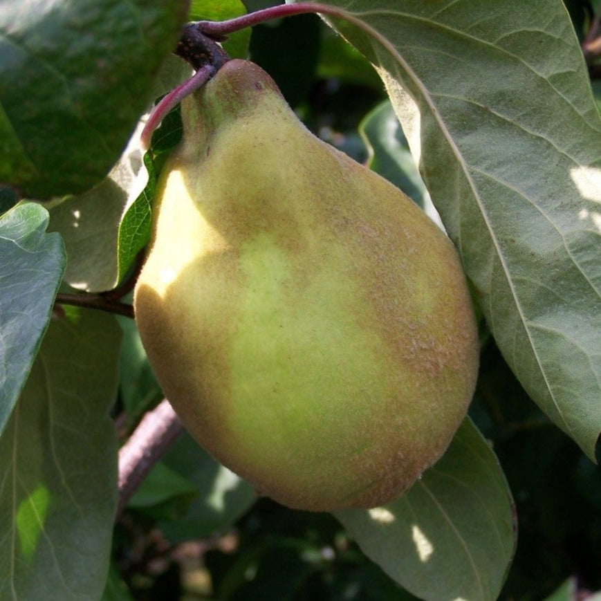 Quince tree - Vranja
